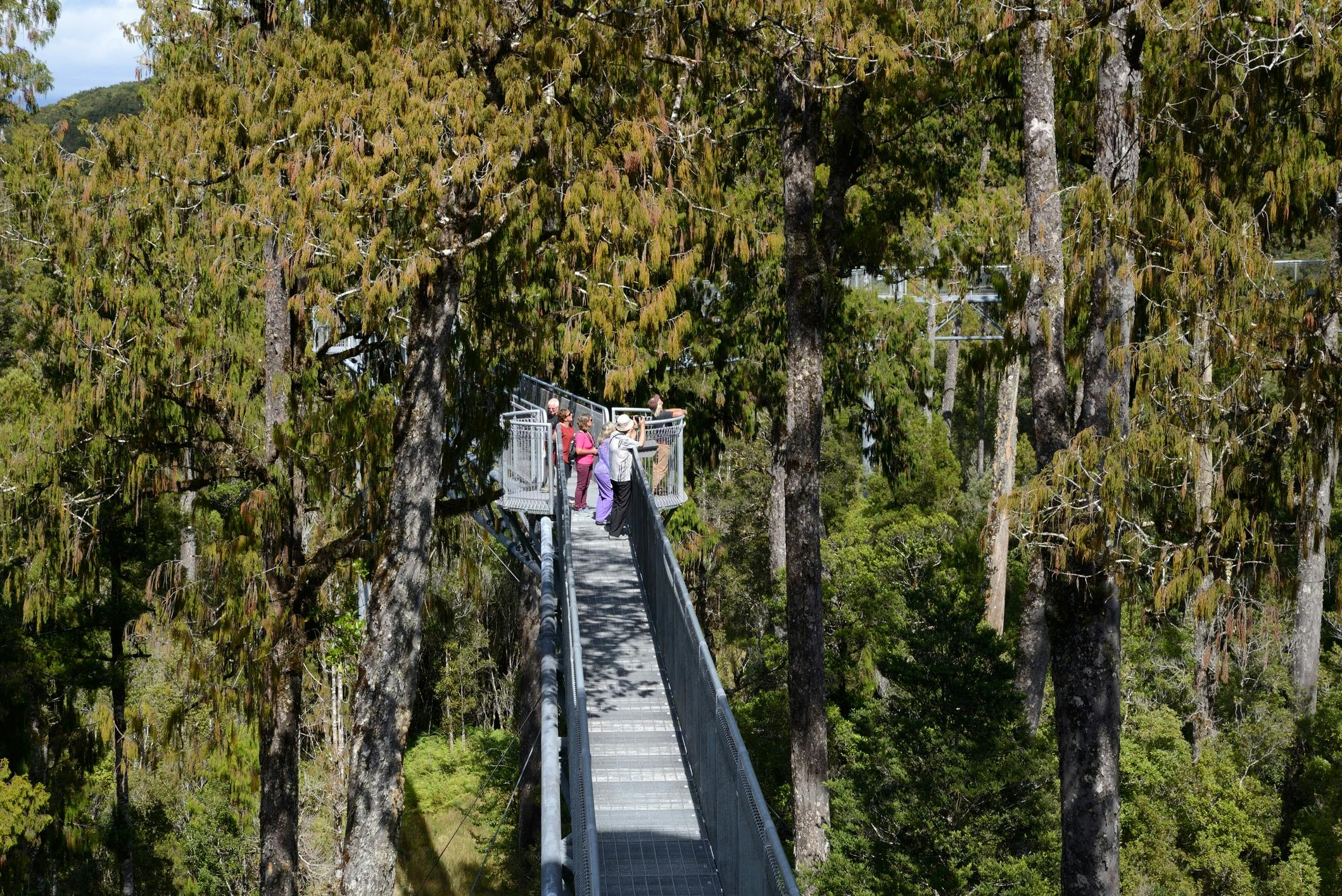Zipline & Tree Top Walkway Experience - Photo 1 of 4